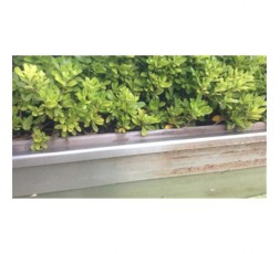 paso-eliminador-algas-y-verdin-1l 2