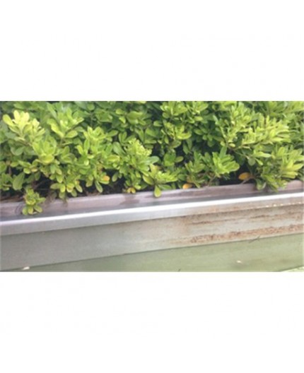 Eliminador Algas y Verdín PASO 1L | Limpiador Antideslizante