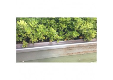 paso-eliminador-algas-y-verdin-1l