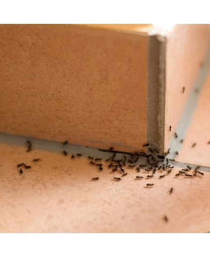 protect-home-trampa-antihormigas-2-ud