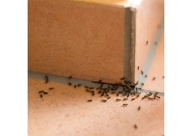 protect-home-trampa-antihormigas-2-ud