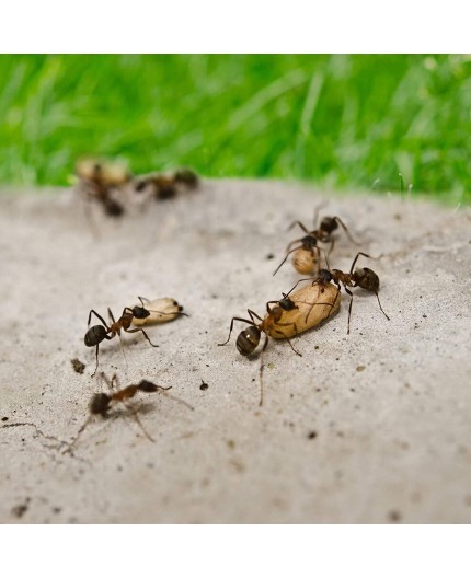 Protección Efectiva contra Hormigas - Antihormigas Granulado de 200g | Control Total en tu Hogar
