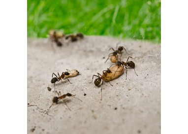 Protección Efectiva contra Hormigas - Antihormigas Granulado de 200g | Control Total en tu Hogar