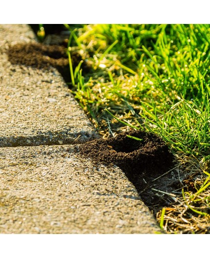 Protección Efectiva contra Hormigas - Antihormigas Granulado de 200g | Control Total en tu Hogar