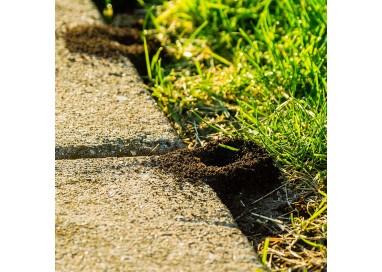 Protección Efectiva contra Hormigas - Antihormigas Granulado de 200g | Control Total en tu Hogar