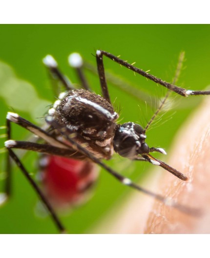 protect-home-insecticida-eficaz-contra-mosquitos-y-mosquito-tigre-500-ml