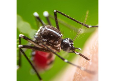 protect-home-insecticida-eficaz-contra-mosquitos-y-mosquito-tigre-500-ml