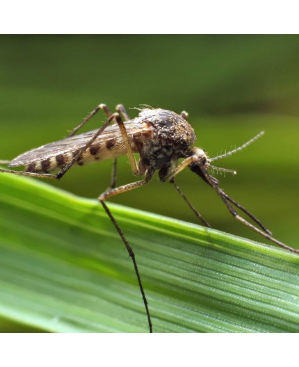 protect-home-insecticida-eficaz-contra-mosquitos-y-mosquito-tigre-500-ml