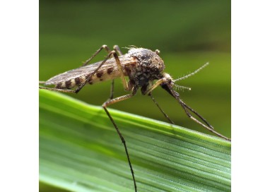 protect-home-insecticida-eficaz-contra-mosquitos-y-mosquito-tigre-500-ml