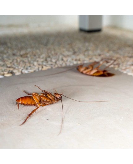 protect-home-gel-anticucarachas-accion-inmediata-10-gr