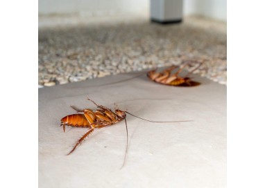 protect-home-gel-anticucarachas-accion-inmediata-10-gr