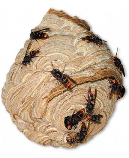 MASSO Preben Insecticida Avisperos 750 ml | Eliminación Rápida Avispas