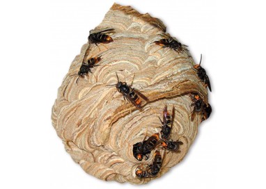 MASSO Preben Insecticida Avisperos 750 ml | Eliminación Rápida Avispas